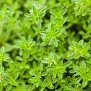 Thyme